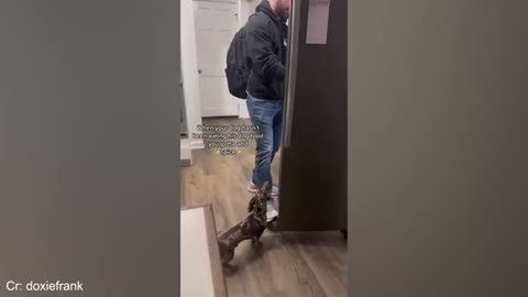 Funny animals