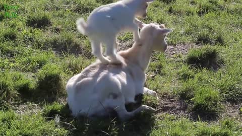 Most Funny and Cute Baby Goat Videos