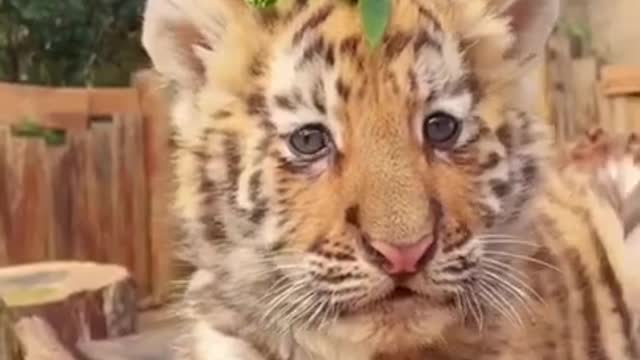 Cute animal videos #shorts