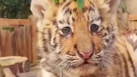 Cute animal videos #shorts