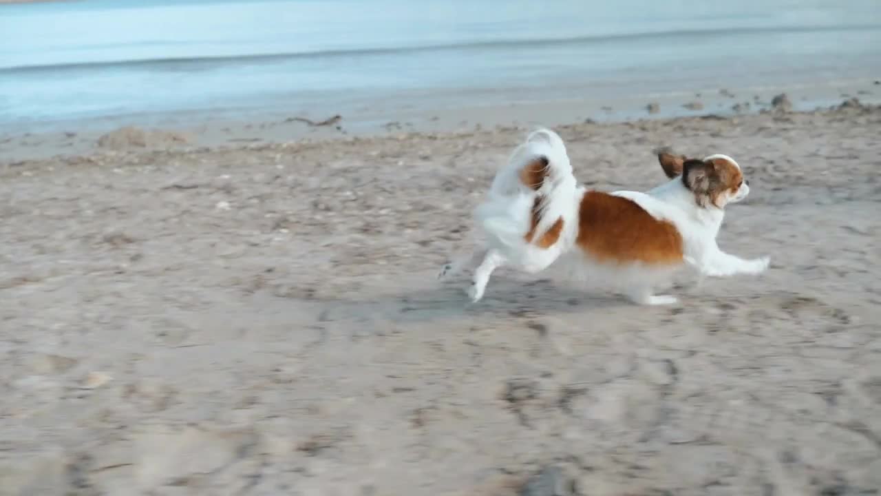Little fluffy dog running on sandy beach