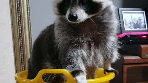 Raccoon in the basket