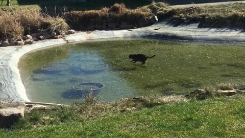 Cat Trying To Eat Fish Through Ice Unsuccessfully