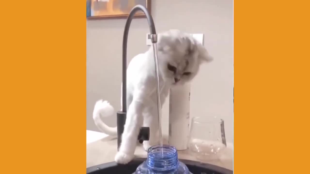 Cute Pets Doing Funny Things (Funny Animal Videos) | Pet Videos That Make You Laugh in 2022