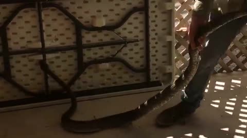 Huge Python in a Small Toy