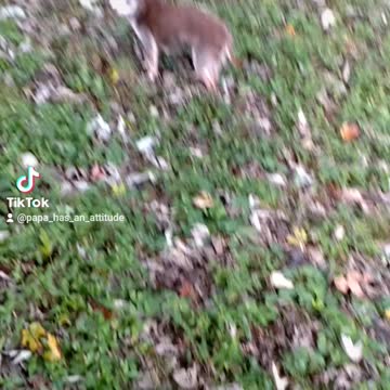 The dogs and our bratty barn animals.