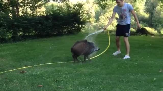 Boar Chases After Human with Hose