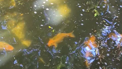 aquarium koi