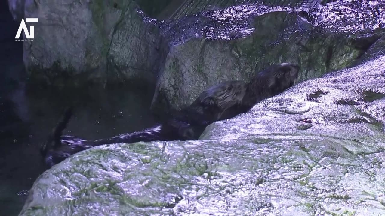 Stranded sea otter pups paired with surrogate moms at California aquarium | Amaravati Today