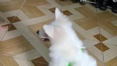 Japanese spitz tricks