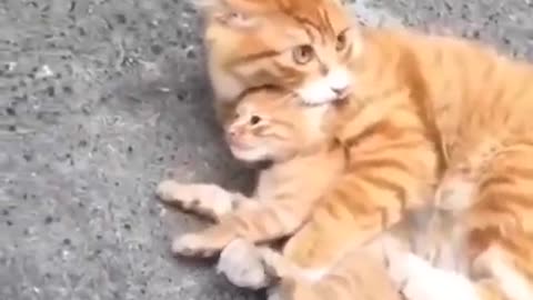 Baby Cats- Cute and Funny Cat Videos Compilation