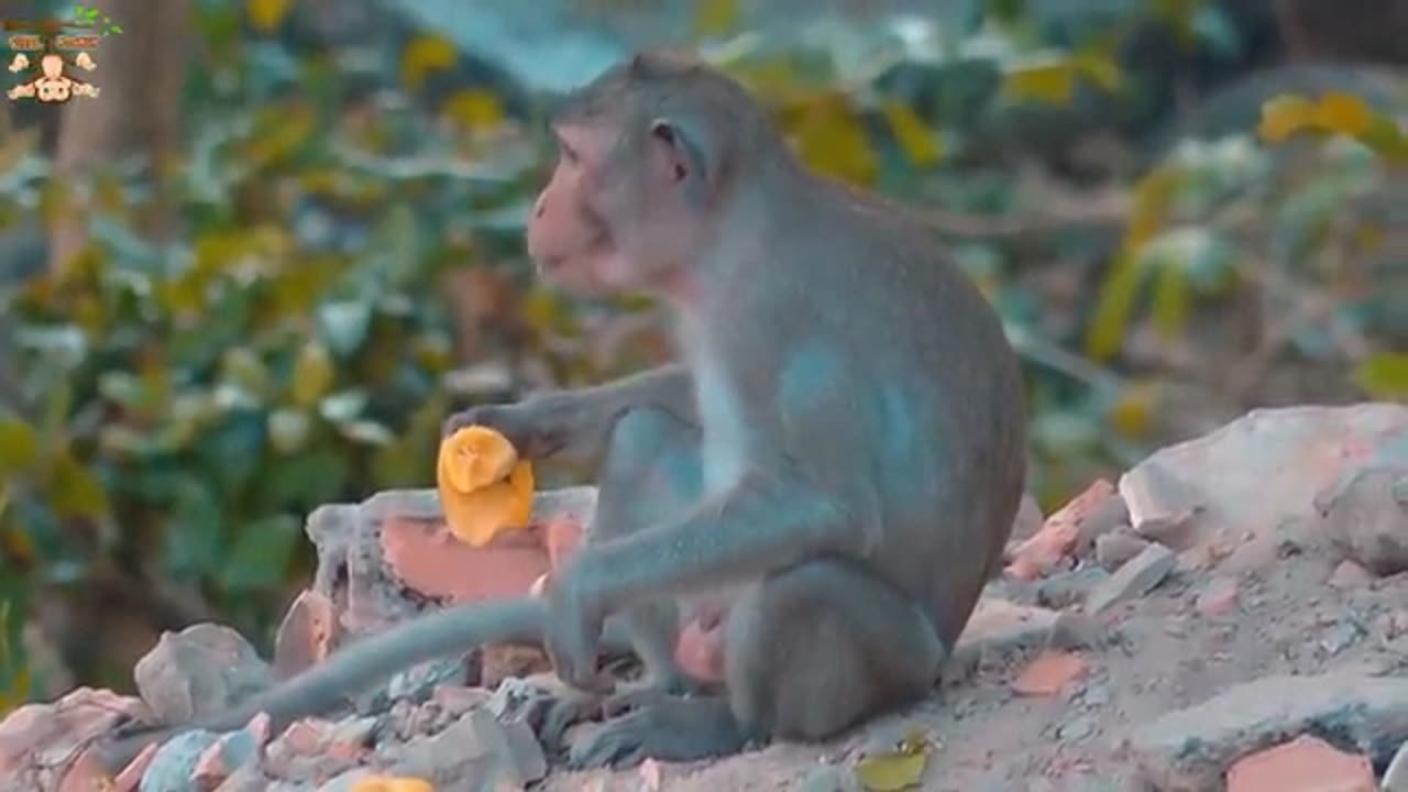 Funny monkey acts caught on camera