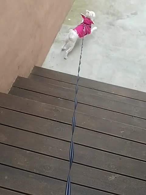 A puppy who feels very good after going for a walk