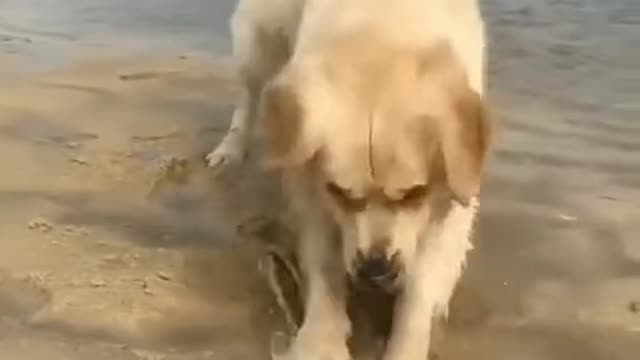 Cute dog playing on Beach