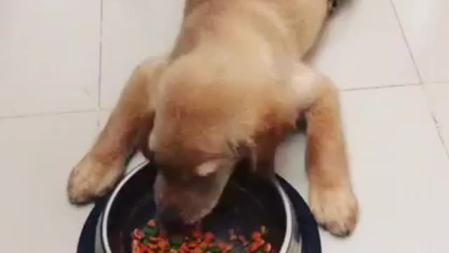 Golden Retriever Look Very Hungry.