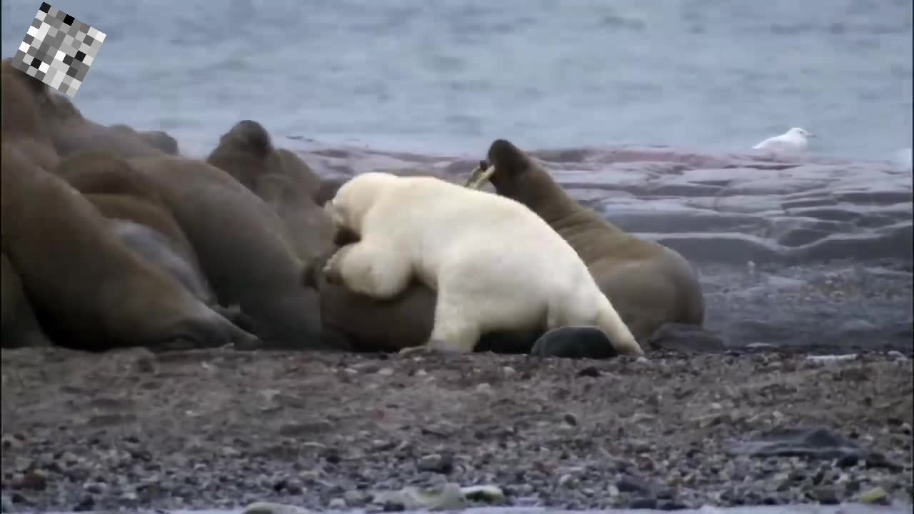 The Animal Kingdom: Polar Bear vs Walrus