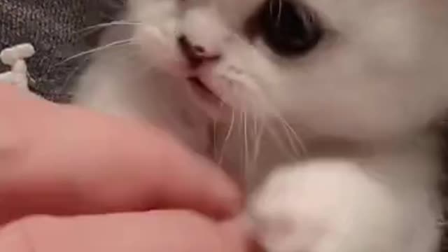 8.cute and funny cat shorts❤#shorts #cutecat