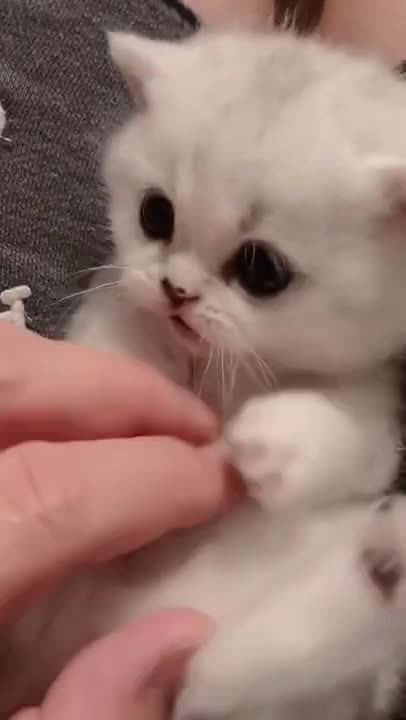 8.cute and funny cat shorts❤#shorts #cutecat