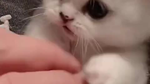 8.cute and funny cat shorts❤#shorts #cutecat