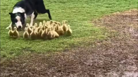 Collie Dog guide ducklings 🦆 to water