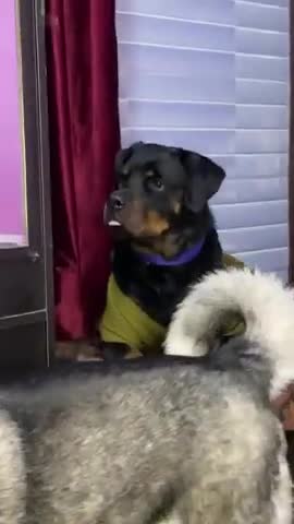 This is a brilliant dog