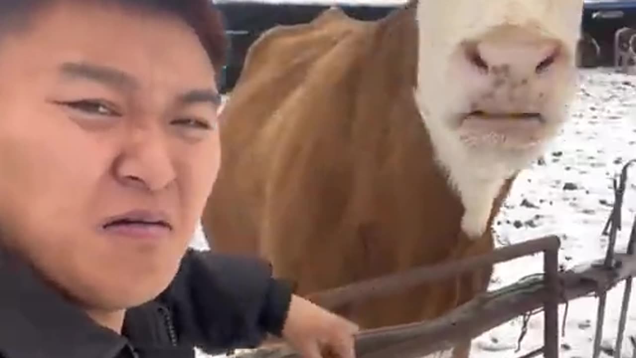 Funny animals 😄 😢 🤣 😀 the day off as