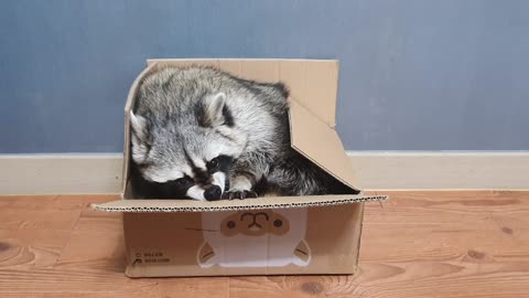 Raccoon sits in the box and bites the box.