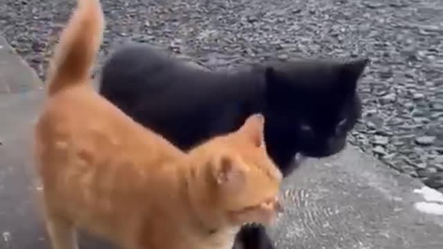 cat funny videos