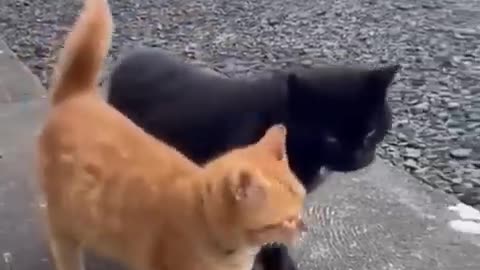 cat funny videos