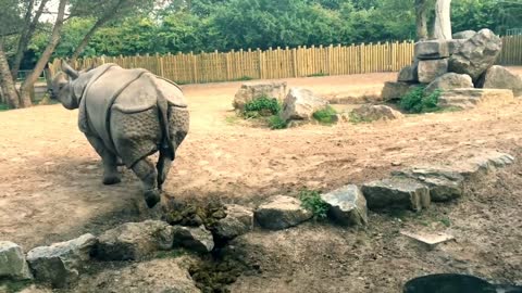 Rhino poop explosion 🤯