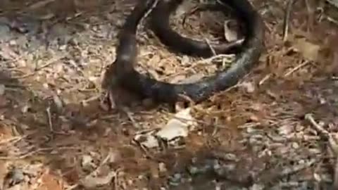 Mother Squirrel's Heroic Battle with Snake! 🐿️🐍😮