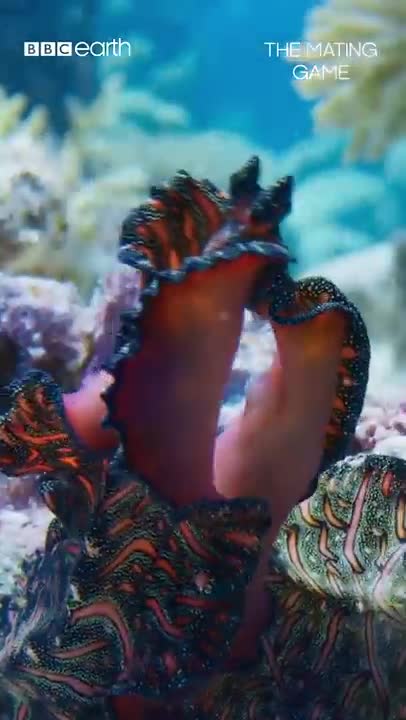 Two-pronged penis fencing – yes, you read that correctly