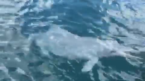 Friendly Dolphins at the Amity Point Jetty on Stradbroke Island