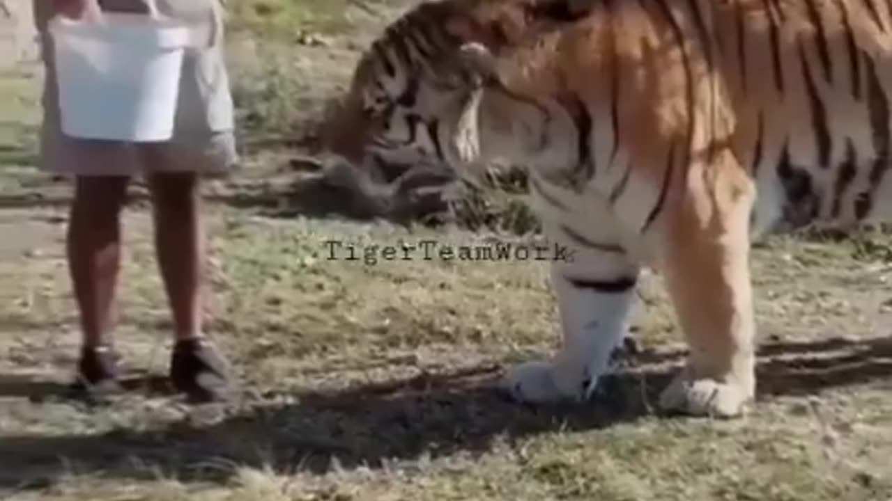 The Siberian Tiger. The largest cat in the world.