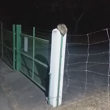 Porcupine couple passing by fence quietly.