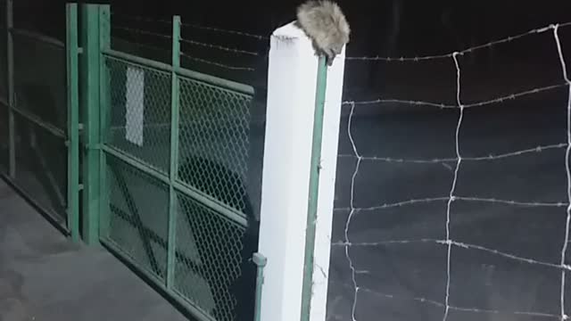 Porcupine couple passing by fence quietly.