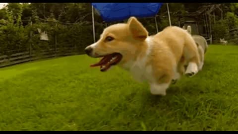 In 30 sec, These Hilarious Slow-Mo Corgi Puppies Will Make You Laugh & Smile