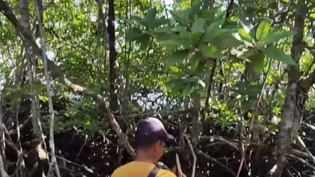 Berburu madu di hutan