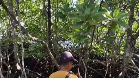 Berburu madu di hutan