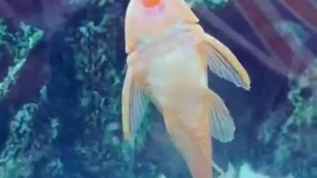 Singing fish