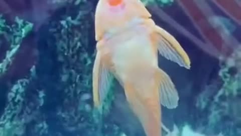 Singing fish