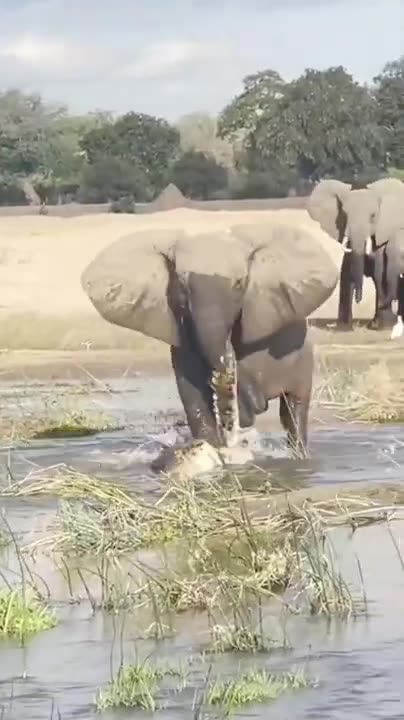 elephant attacks crocodile