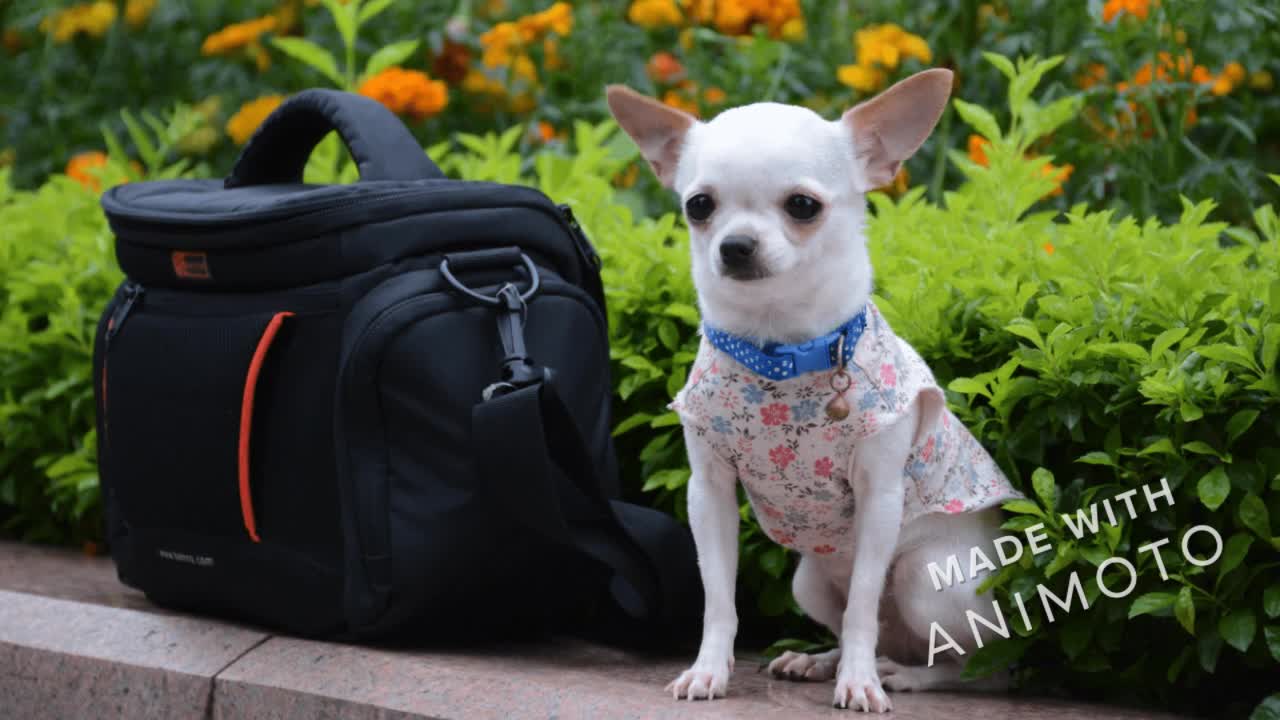 Happy Chihuahua