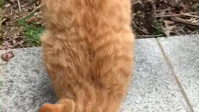 The cat in front of the house cries for food.