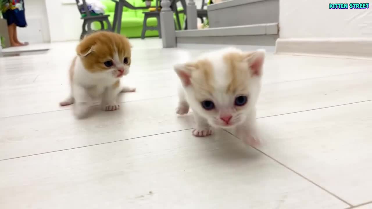 Sweet Kittens