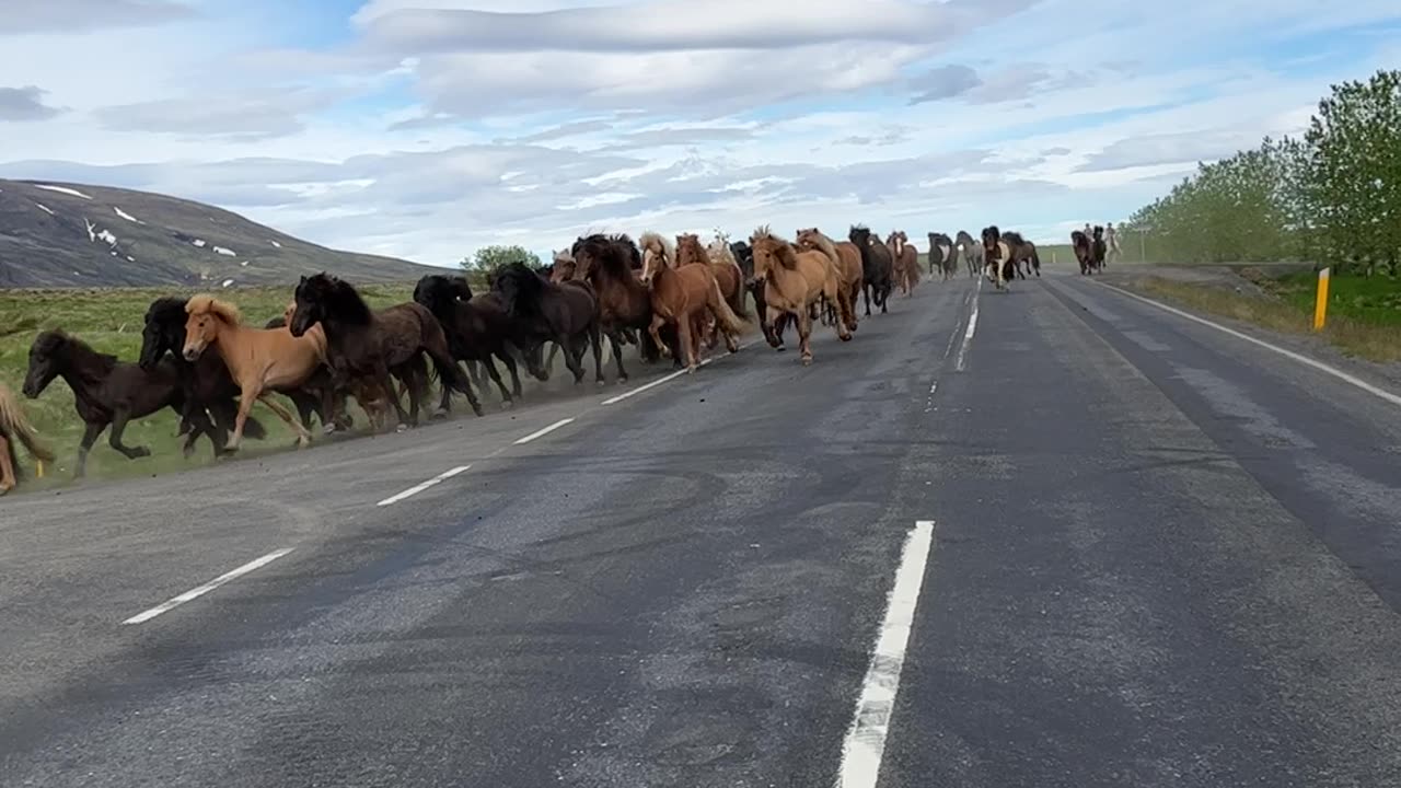 Icelandic Horses Ride To Countryside