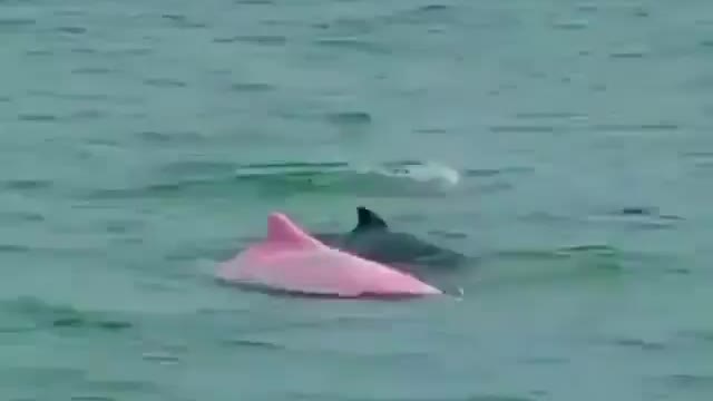 Have you seen a pink dolphin before