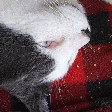 My Cat has Three Eyelids