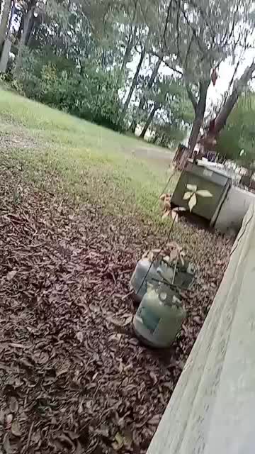 New Kitties On The Block