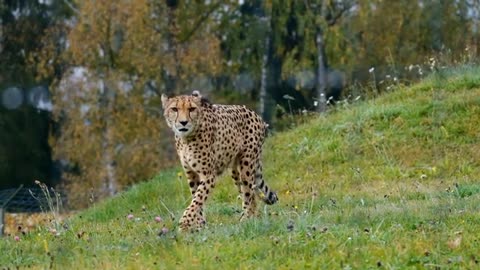 🌎Cheetah faster an animal on the face